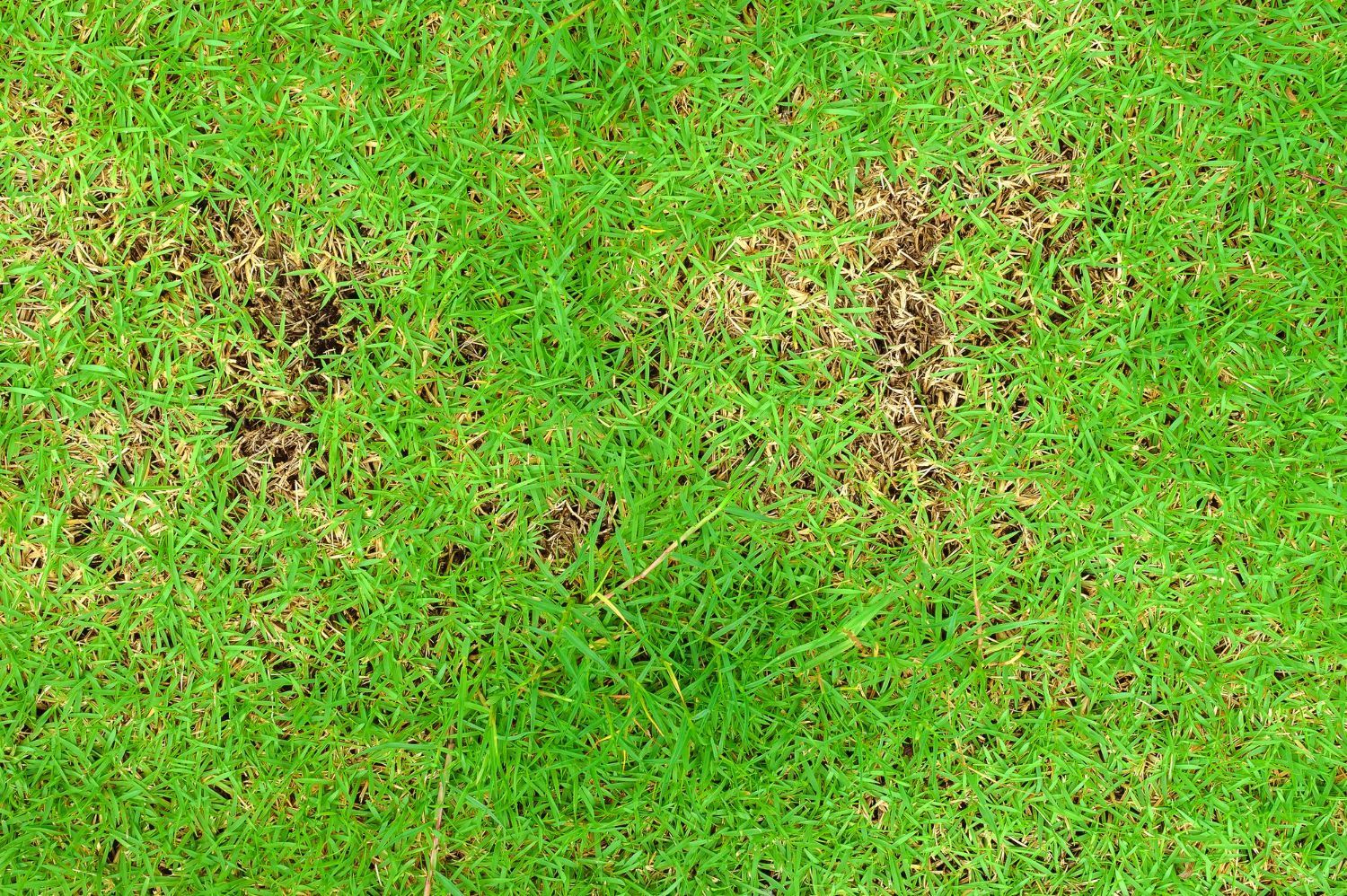 Close-up view of a vibrant green lawn showing several irregular patches of brown, withered, and dying grass.