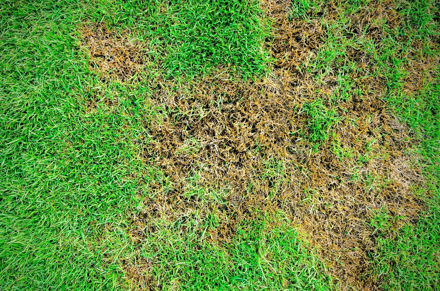 A patch of lawn showing irregular brown, dead grass surrounded by healthy green grass.