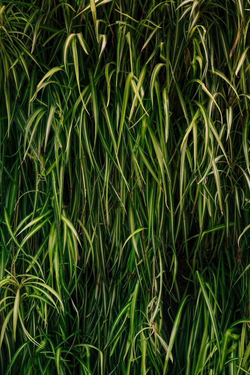 A dense cluster of long, thin, green grass blades hanging downward, creating a textured, natural vertical background.