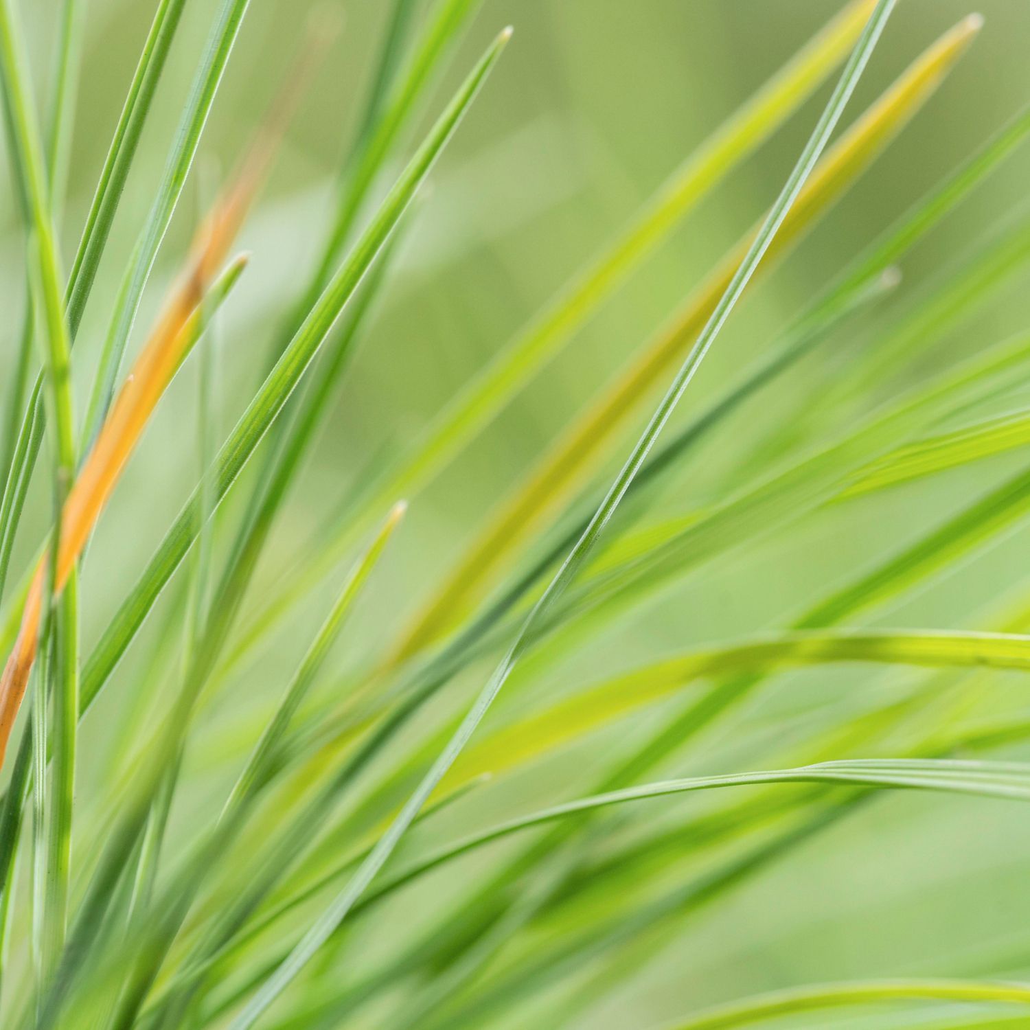 Close-up of bright green and yellow-tipped blades of grass against a soft, out-of-focus background.