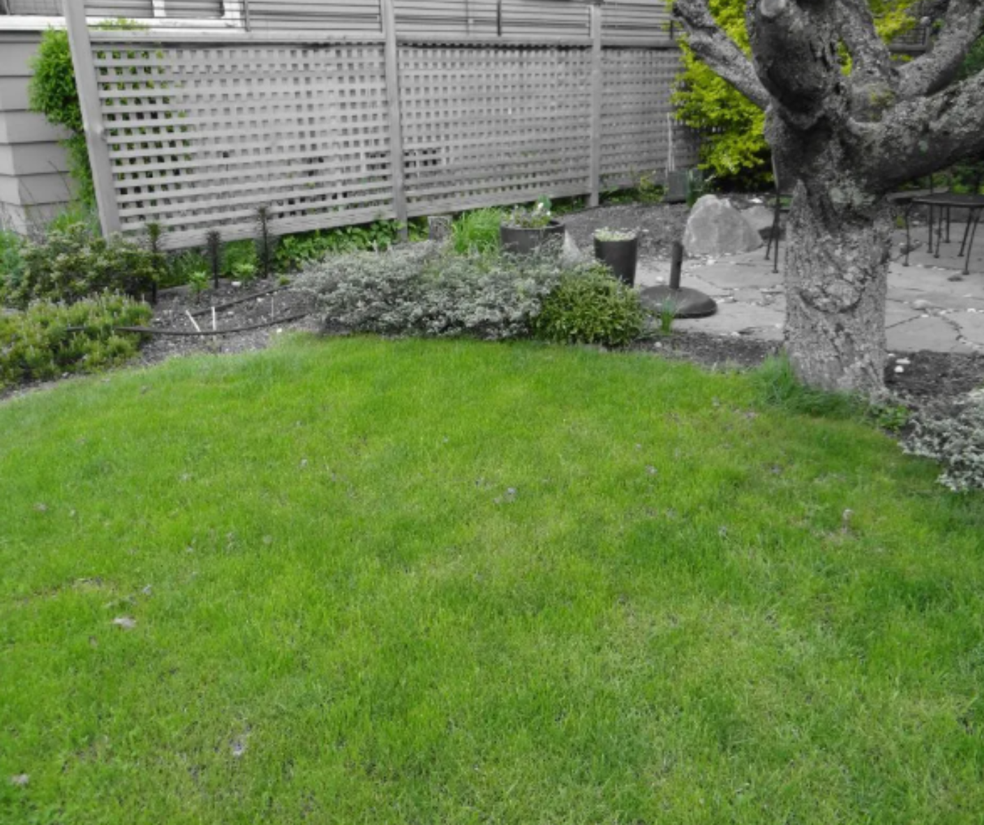 Green lawn beside a wooden fence and tree in a small garden Green lawn beside a wooden fence and tree in a small garden