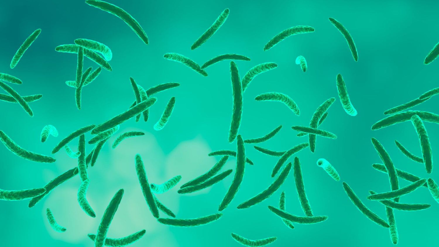 A digital rendering of numerous slender, curved, green bacteria floating against a soft, glowing teal background.