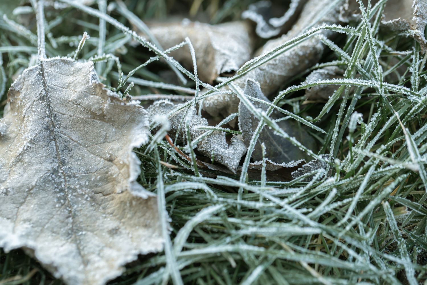 A close-up of fallen, dried leaves and blades of green grass coated in a delicate layer of white frost.