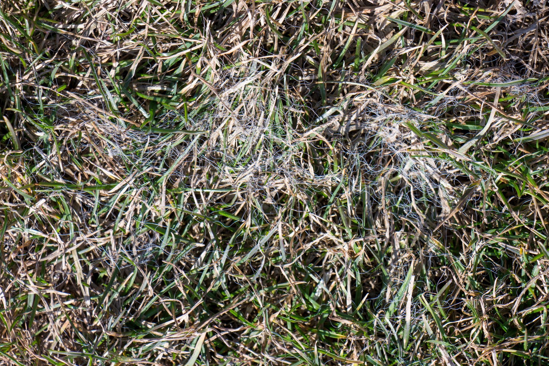 Close-up of turf grass patches covered in a thin, white, web-like fungal growth, likely snow mold.