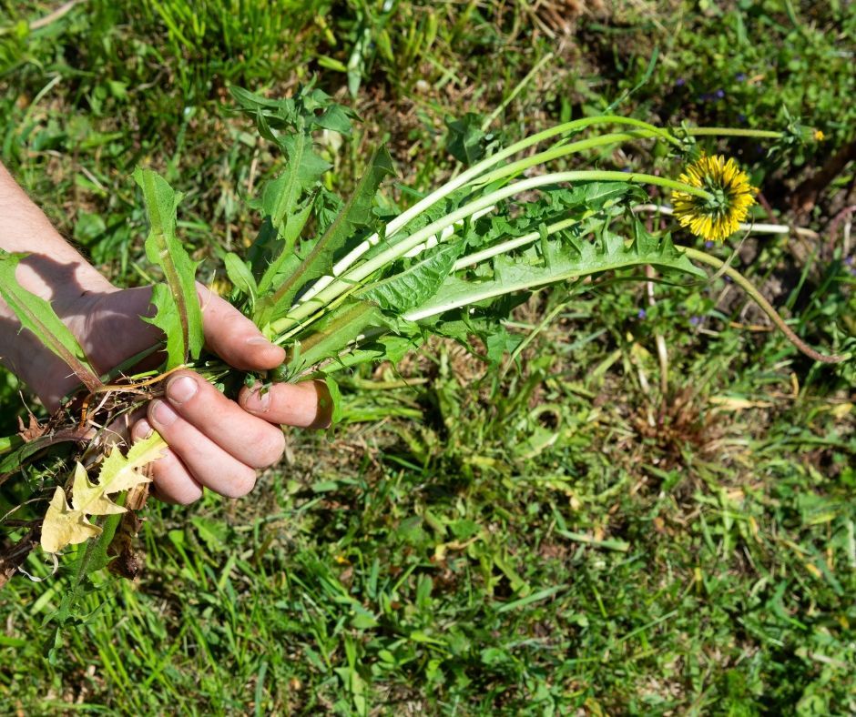 A hand holds a handful of freshly picked dandelion greens and a yellow flower against a background of green grass.