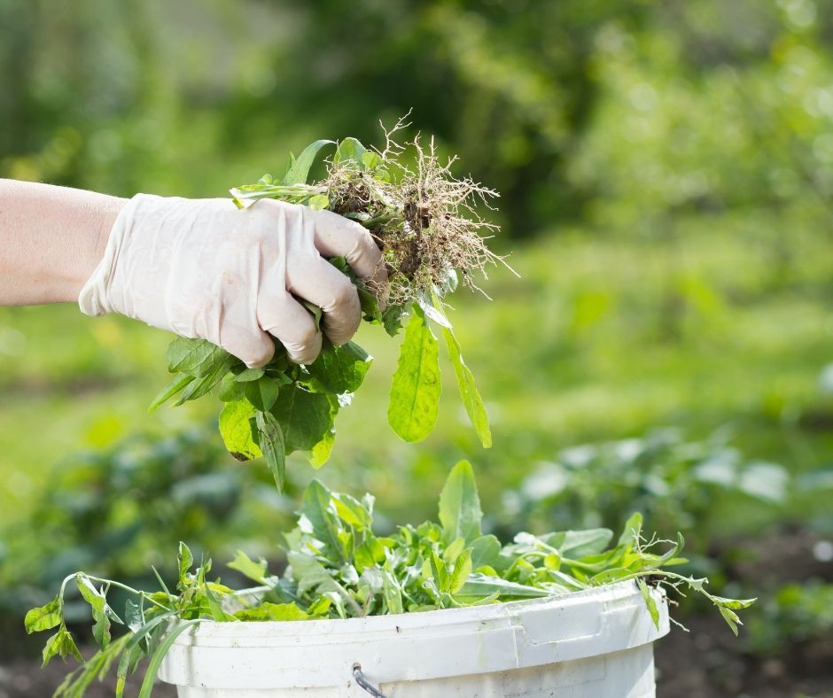 A gloved hand holds freshly pulled weeds with visible roots above a white bucket in a garden.