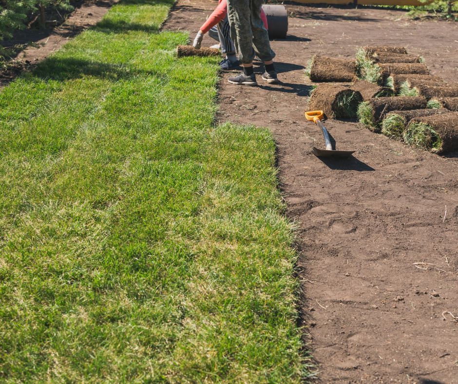 Two people laying rolls of green sod on top of bare, dark soil in a yard.