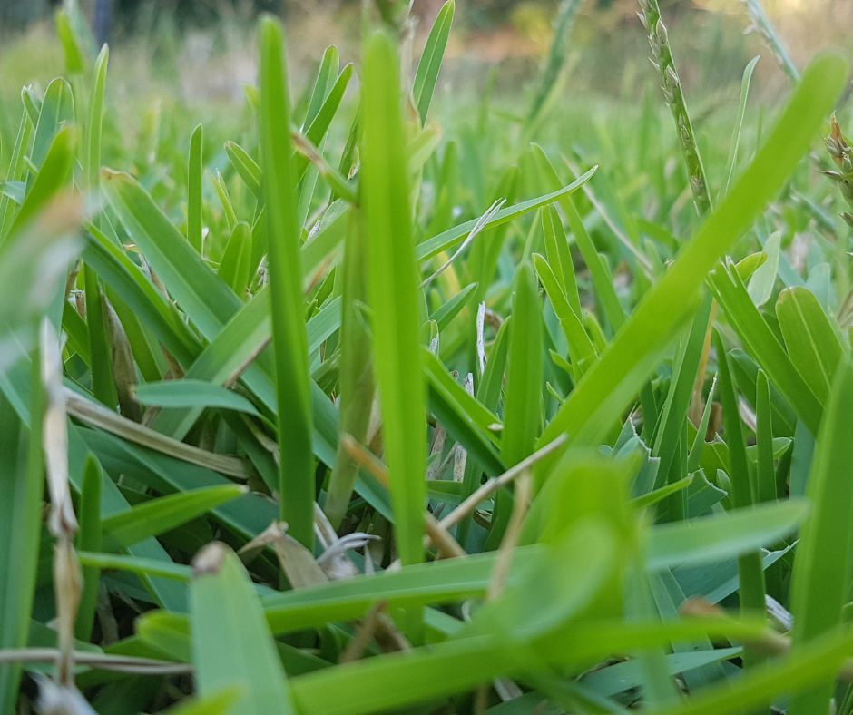Buffalo grass type