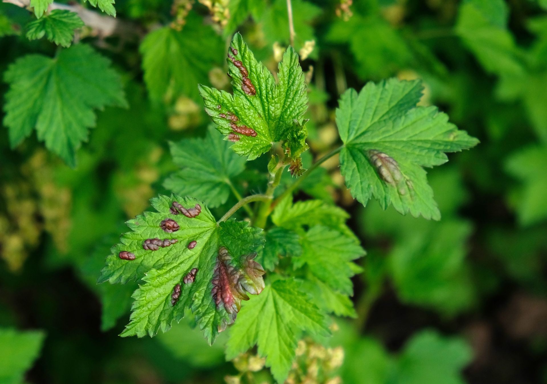 Currant leaves showing reddish, bumpy blisters caused by aphid feeding, with a blurred background of shrubbery.