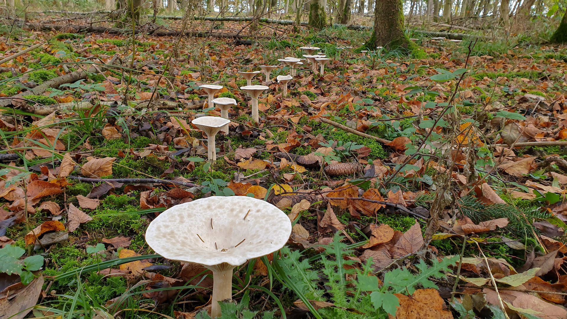 A line of white-capped mushrooms in a woodland setting covered with fallen autumn leaves and patches of green moss.