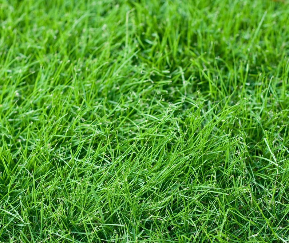 Fescue grass type