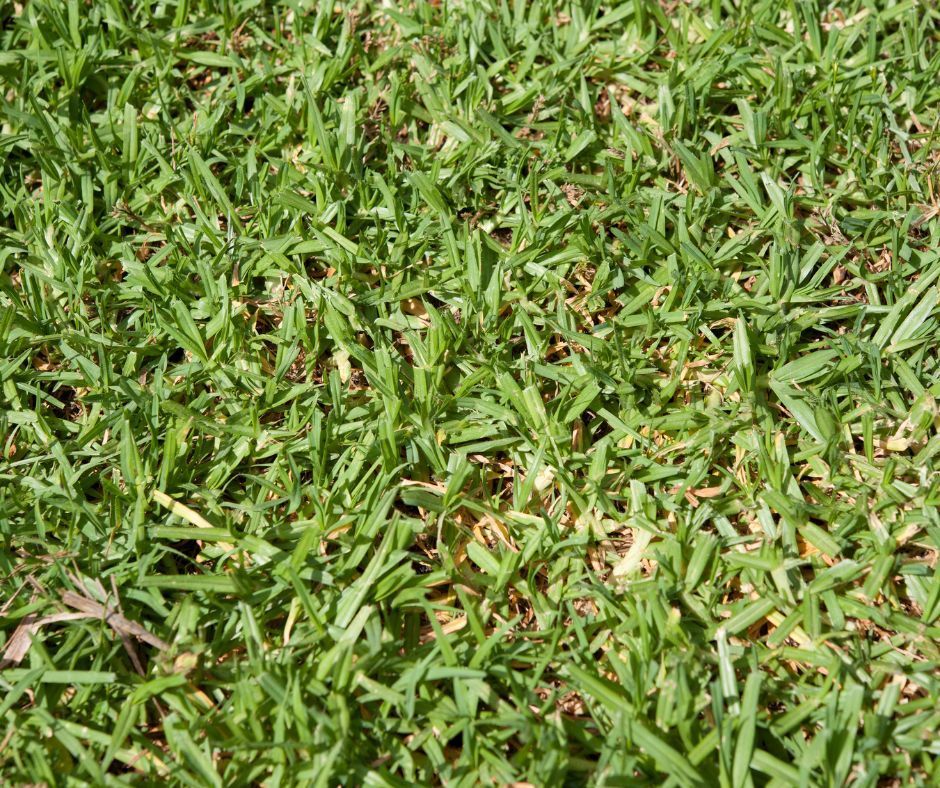 Kikuyu grass type