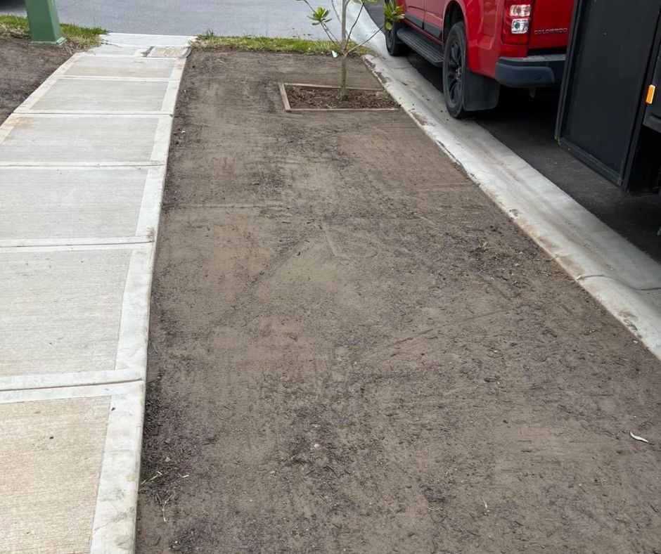 A narrow, rectangular patch of bare dirt between a concrete sidewalk and a curb with a young tree in the center.