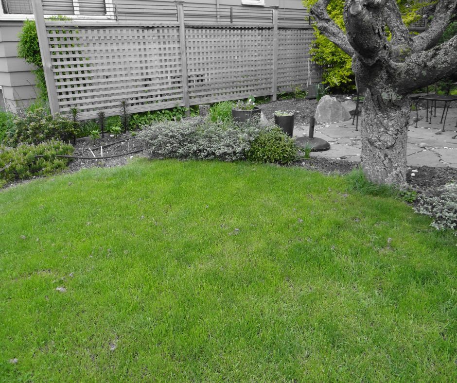 A patch of green grass in front of a wooden lattice fence, with a tree trunk on the right and a paved area in the back.
