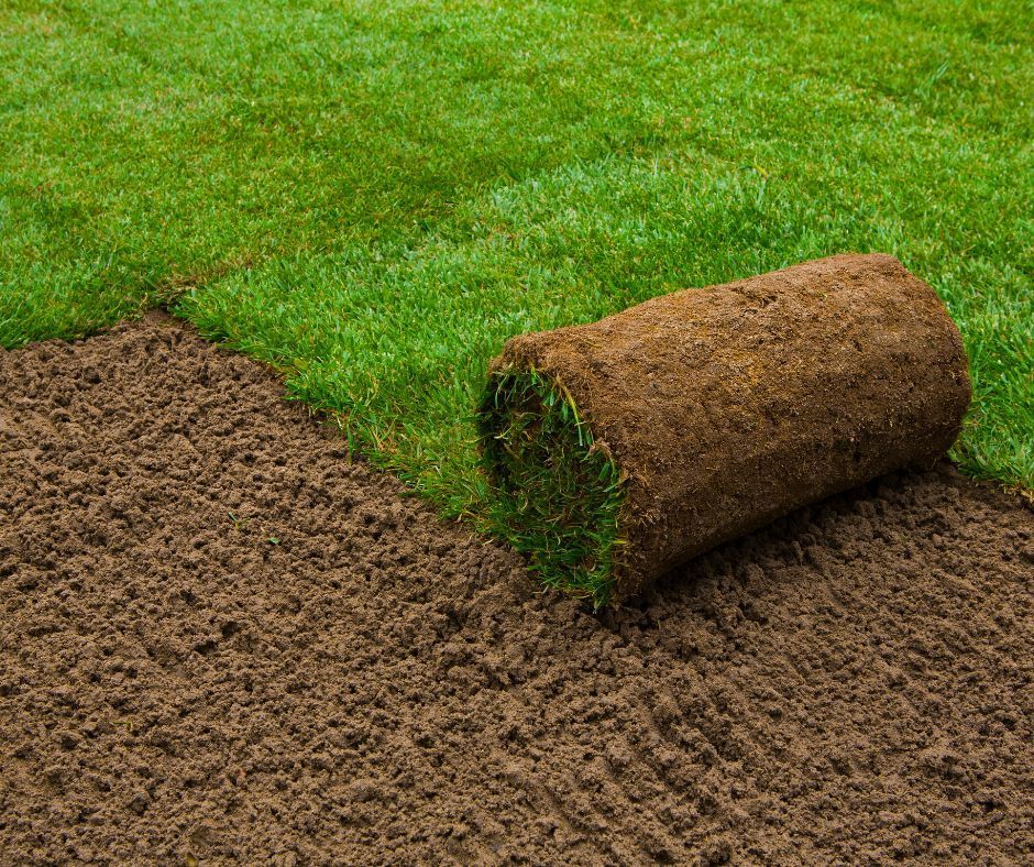 A fresh roll of green sod sits on tilled, brown soil, partially unrolled next to an established patch of grass.