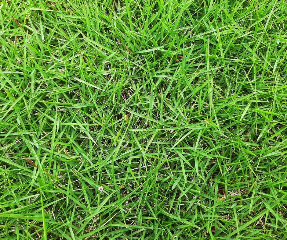 Zoysia grass type