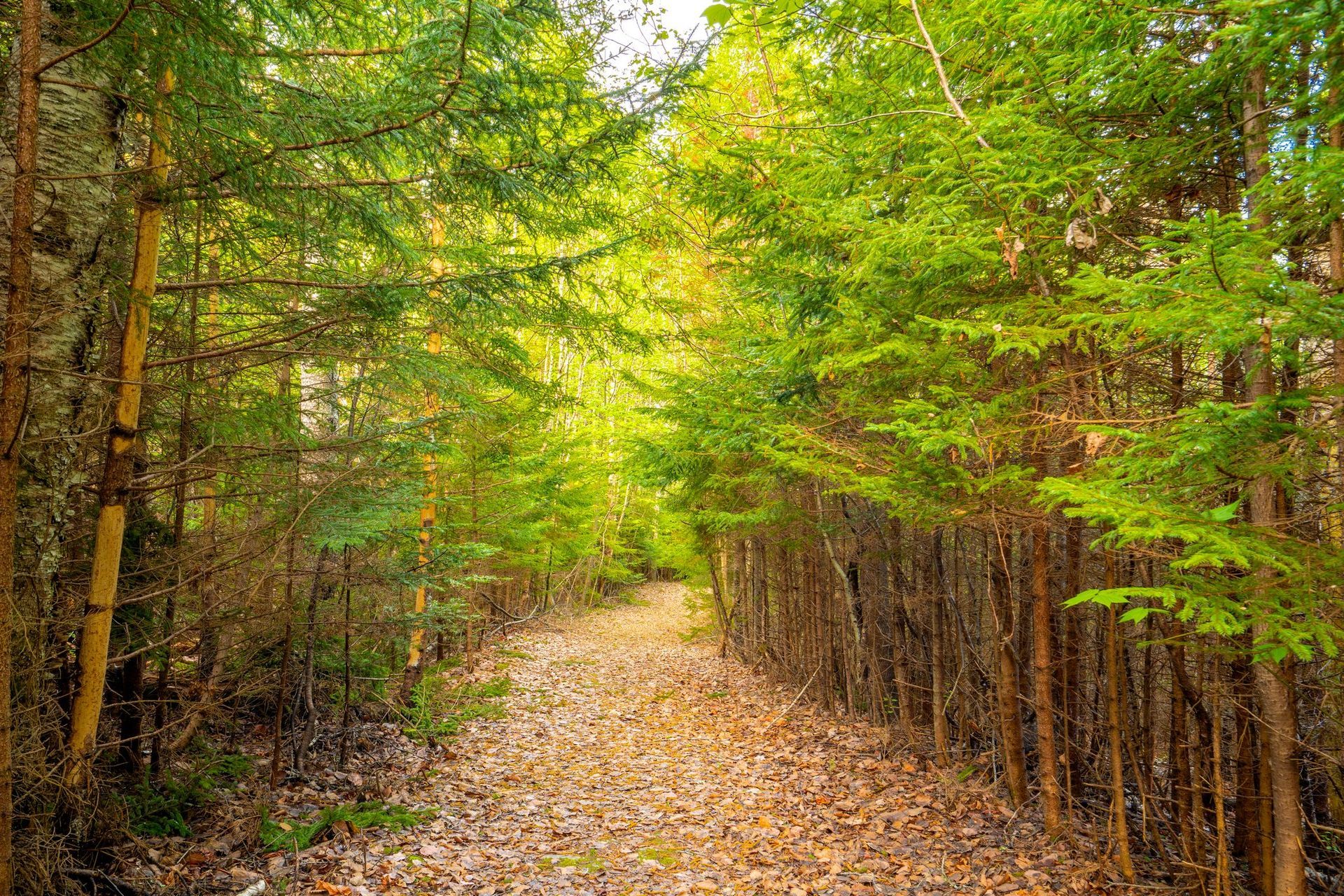Bluff House Inn wooded trail to the ocean.