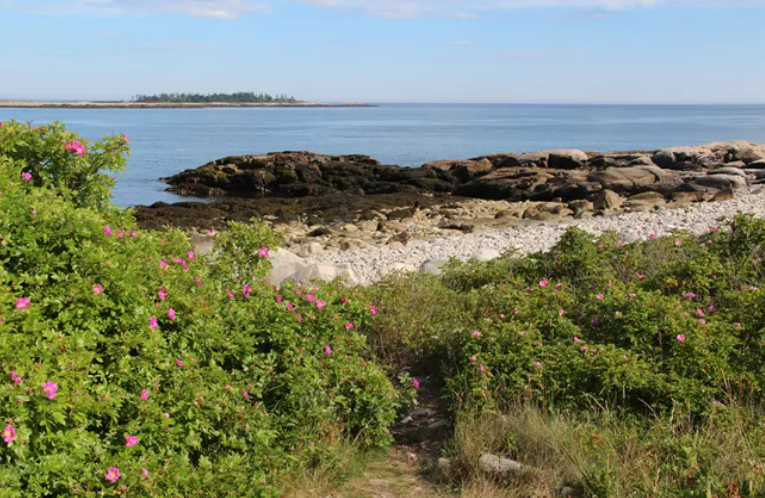 Schoodic peninsula rocky coastline.