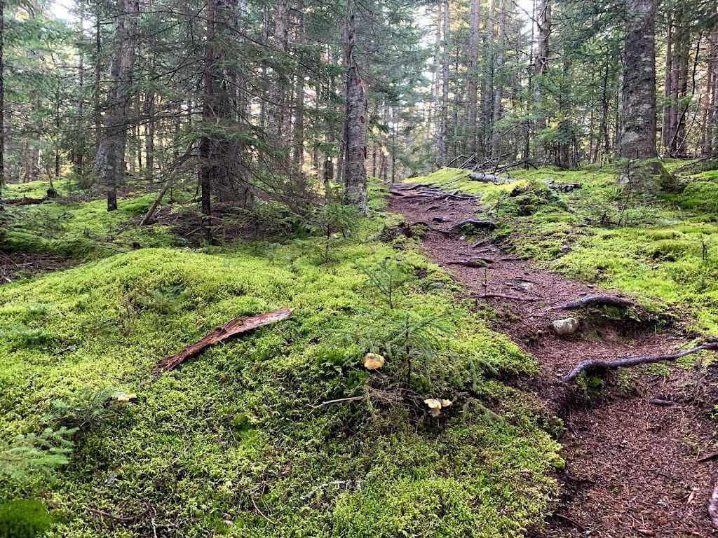 A path in the middle of a forest surrounded by trees and moss.