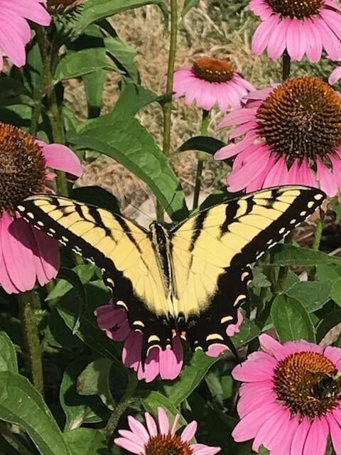 A yellow and black butterfly is sitting on a pink flower in a garden at Scenic Rock Ledge Inn on Lake Erie