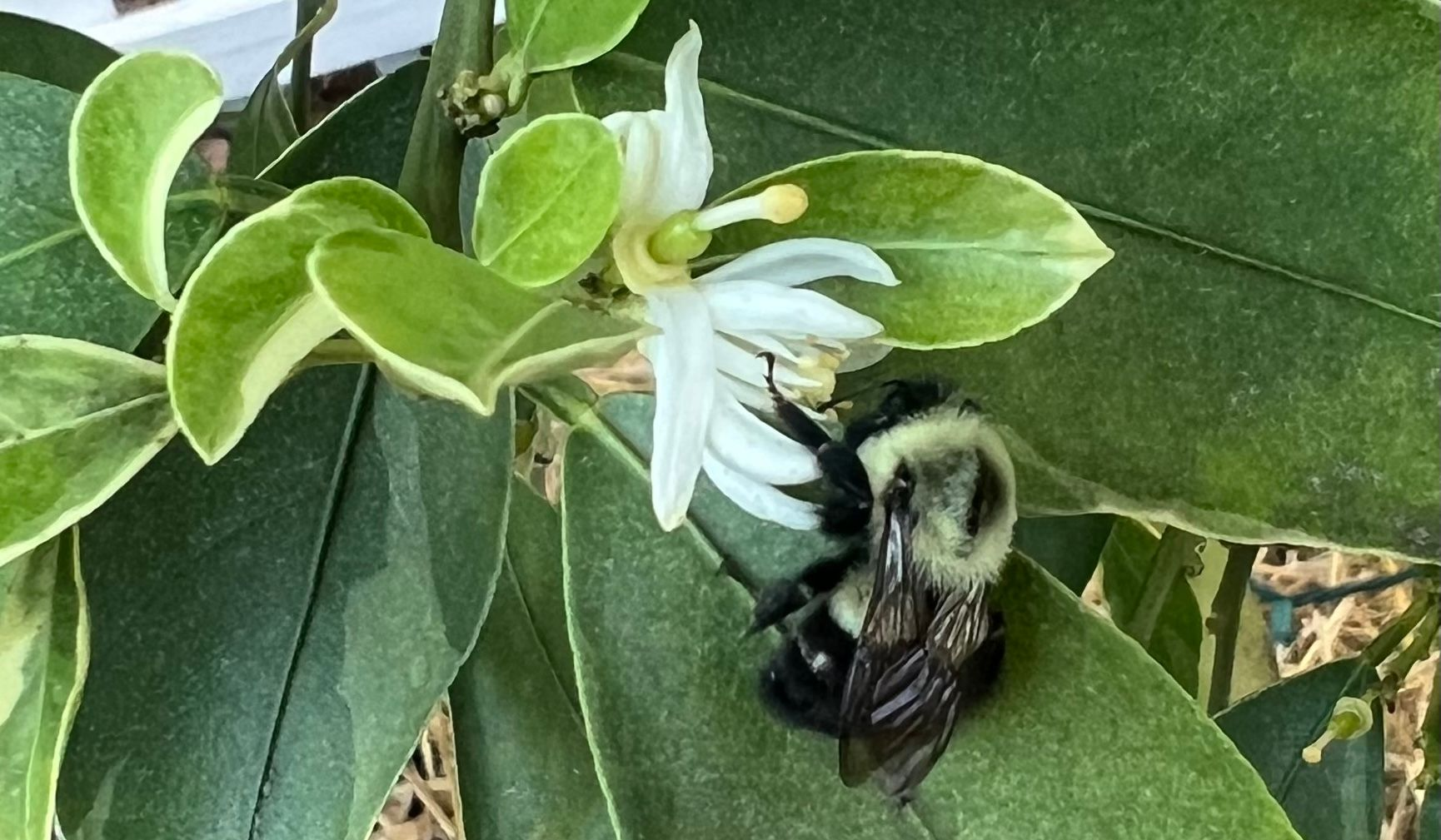 florida-lovebug-season-gainesville-pest-control.jpg
