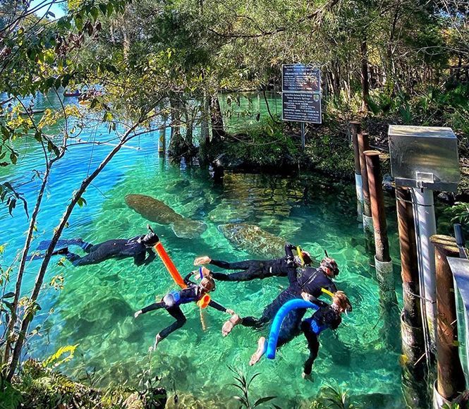 Snorkelers in clear turquoise water near a wooden dock and lush shoreline.
