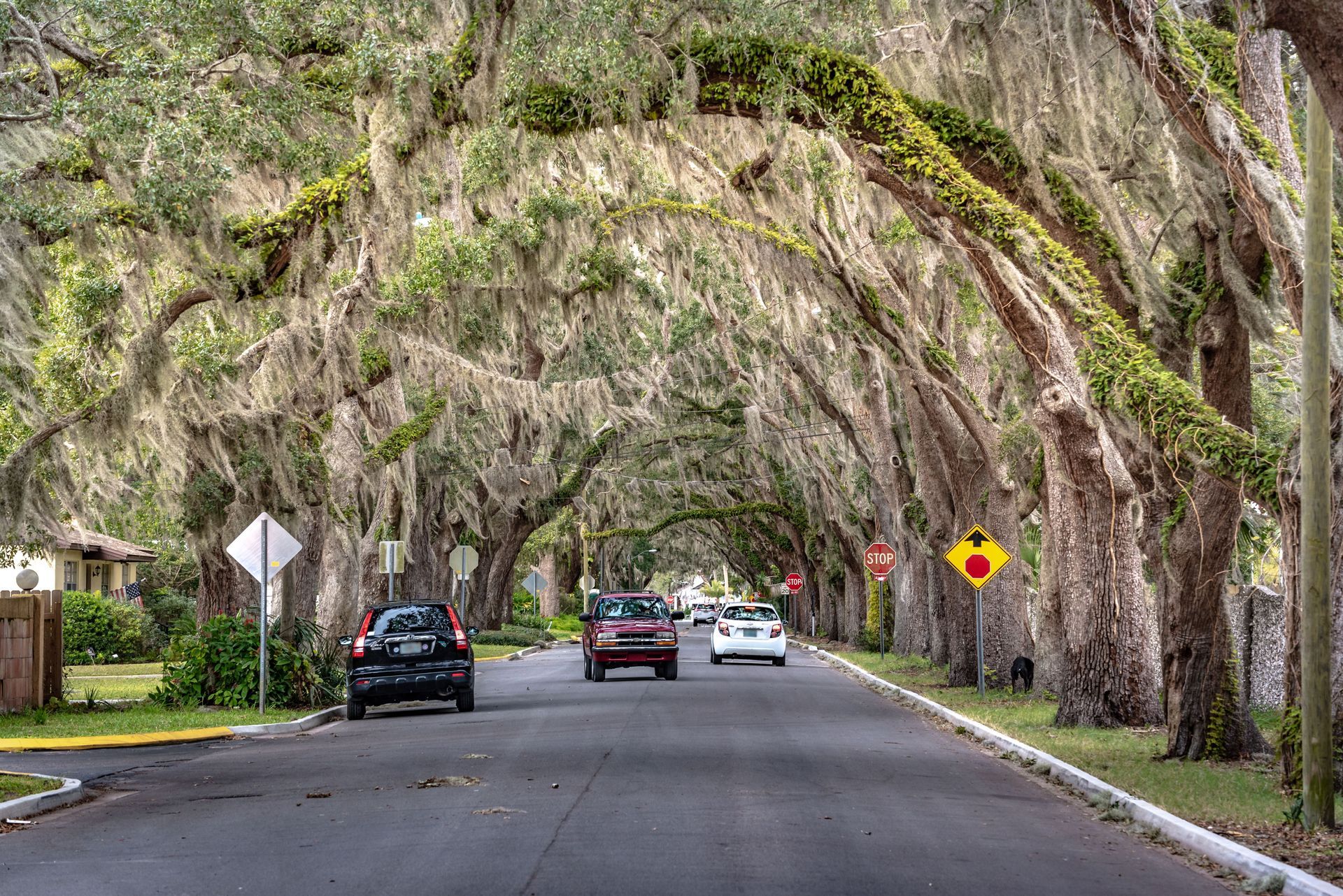 how-often-should-rental-property-be-inspected - Old Florida tree lined road