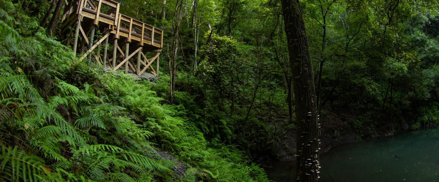 Lush green forest with a wooden viewing platform beside a calm river