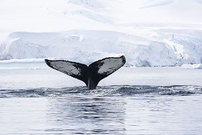 Whale tail above icy water with glacier cliffs in the background