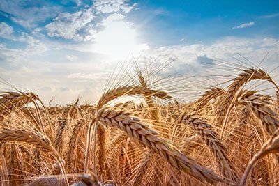 Golden wheat field under a bright blue sky with the sun shining through the stalks