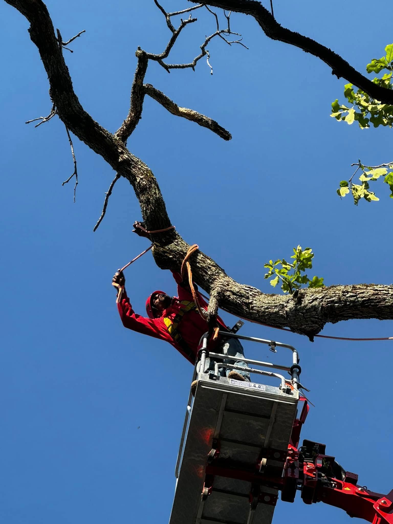 Person in a cherry picker trimming a tree branch against a bright blue sky.