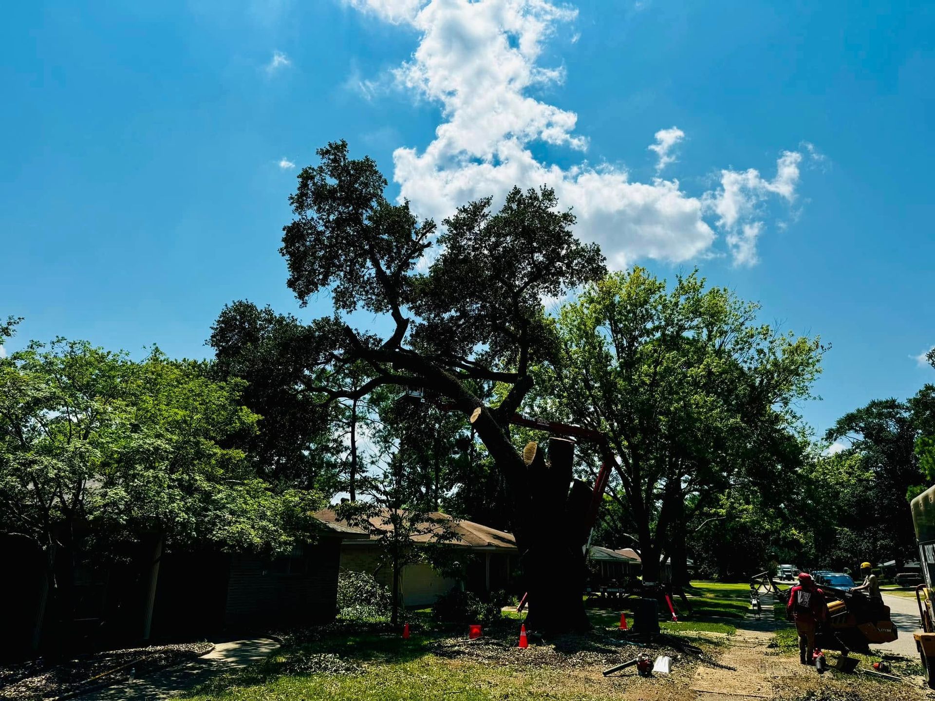 Large tree being trimmed on a sunny day with blue sky and scattered clouds.