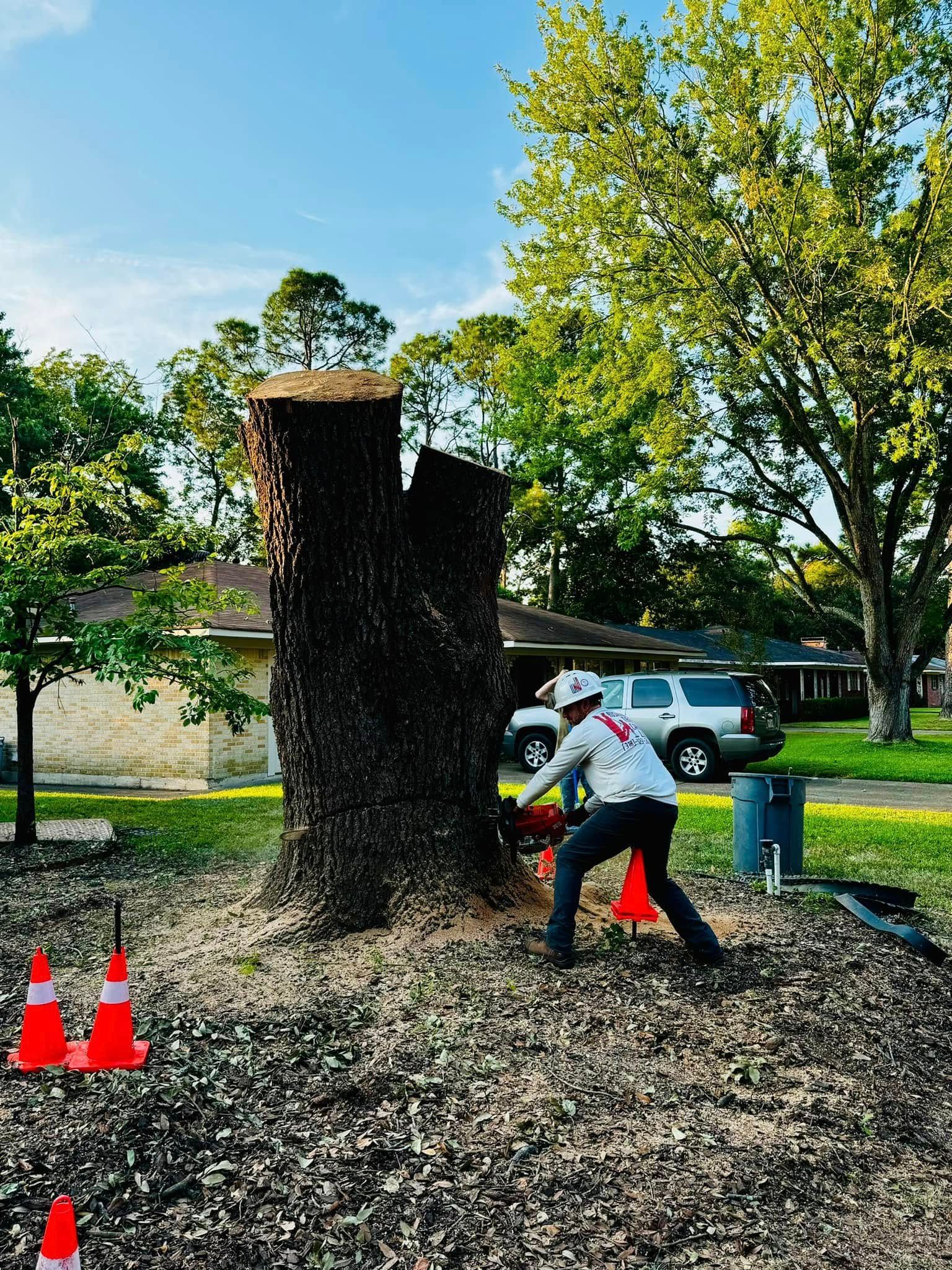 Man using a chainsaw to cut a tree trunk in a yard, surrounded by orange cones.