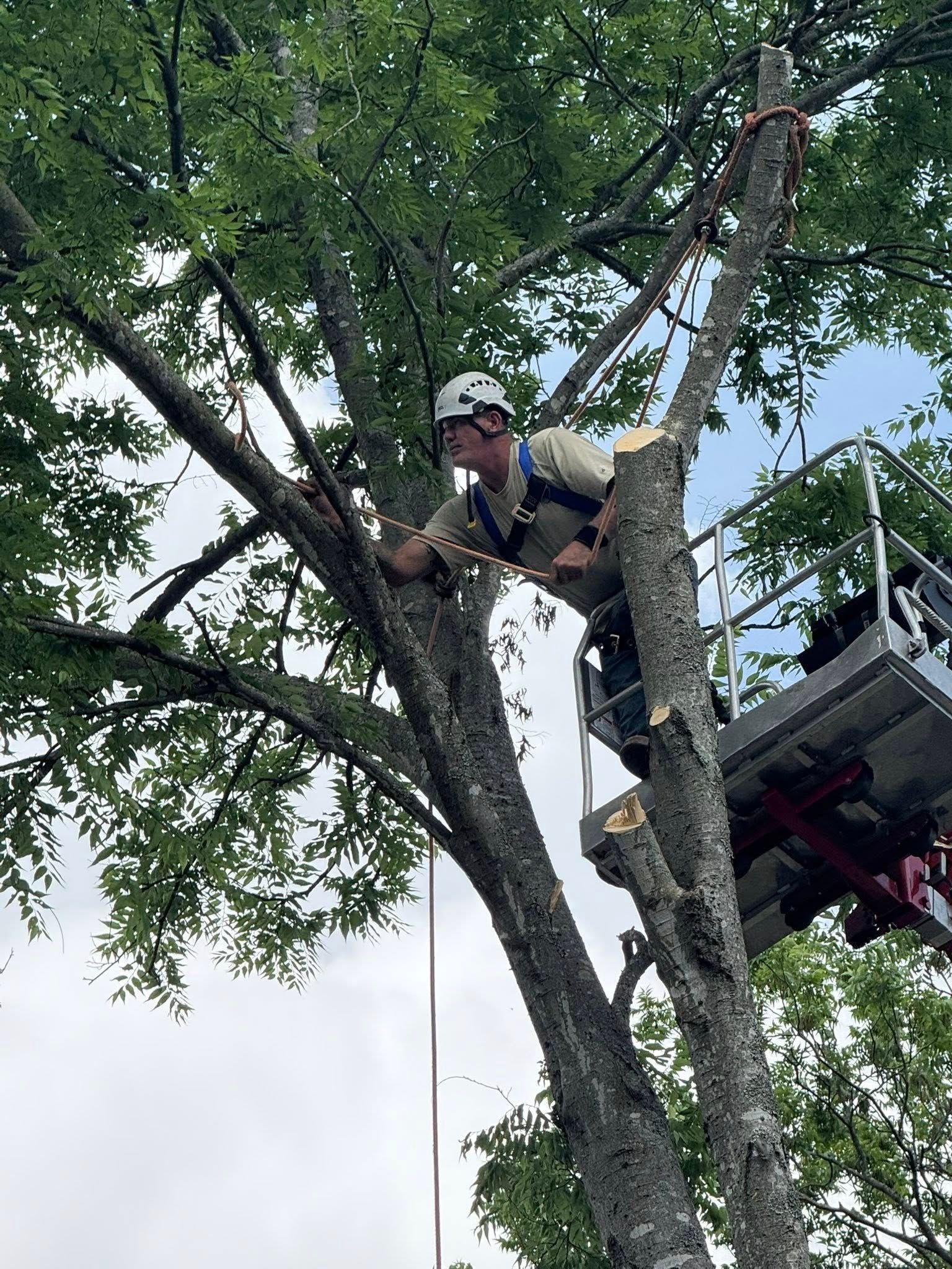 Man in a tree trimming with a chainsaw from a lift. The sky is partly cloudy.