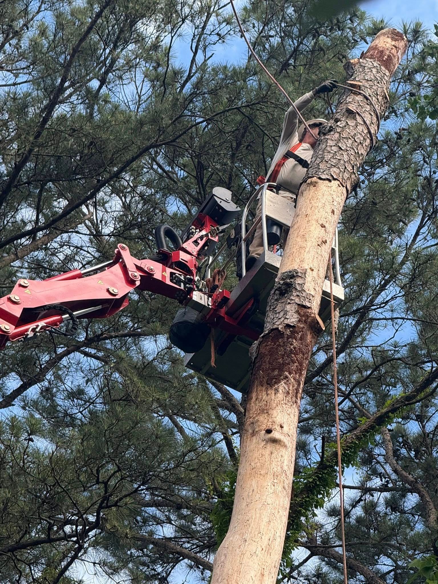 A tree being cut down by a machine with a worker in a harness; against a blue sky.