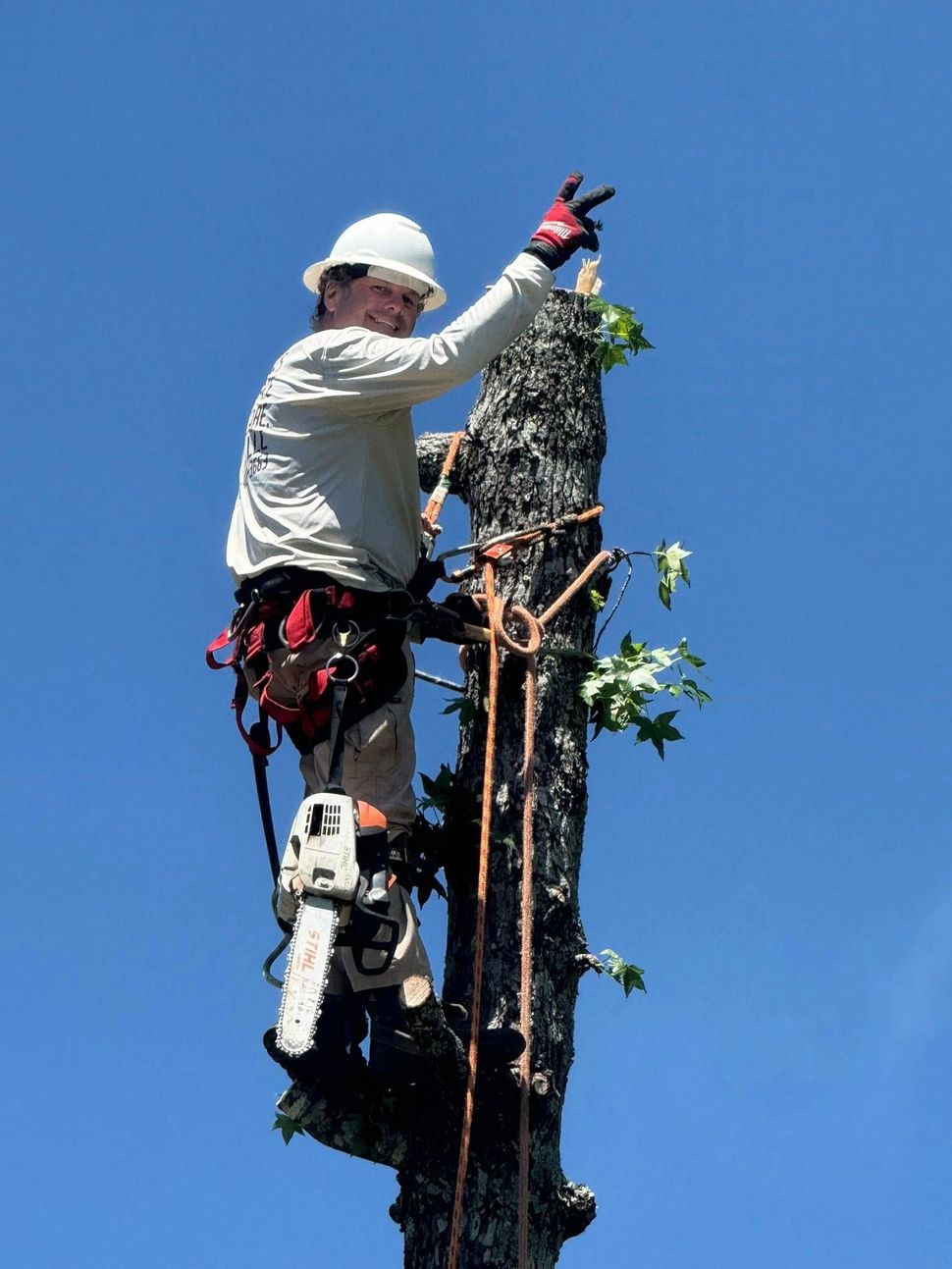 Arborist atop a tree, gesturing, wearing safety gear and holding a chainsaw against a clear blue sky.