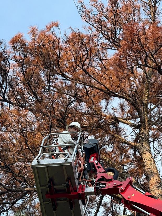Man using a chainsaw to cut a tree trunk in a yard, surrounded by orange cones.