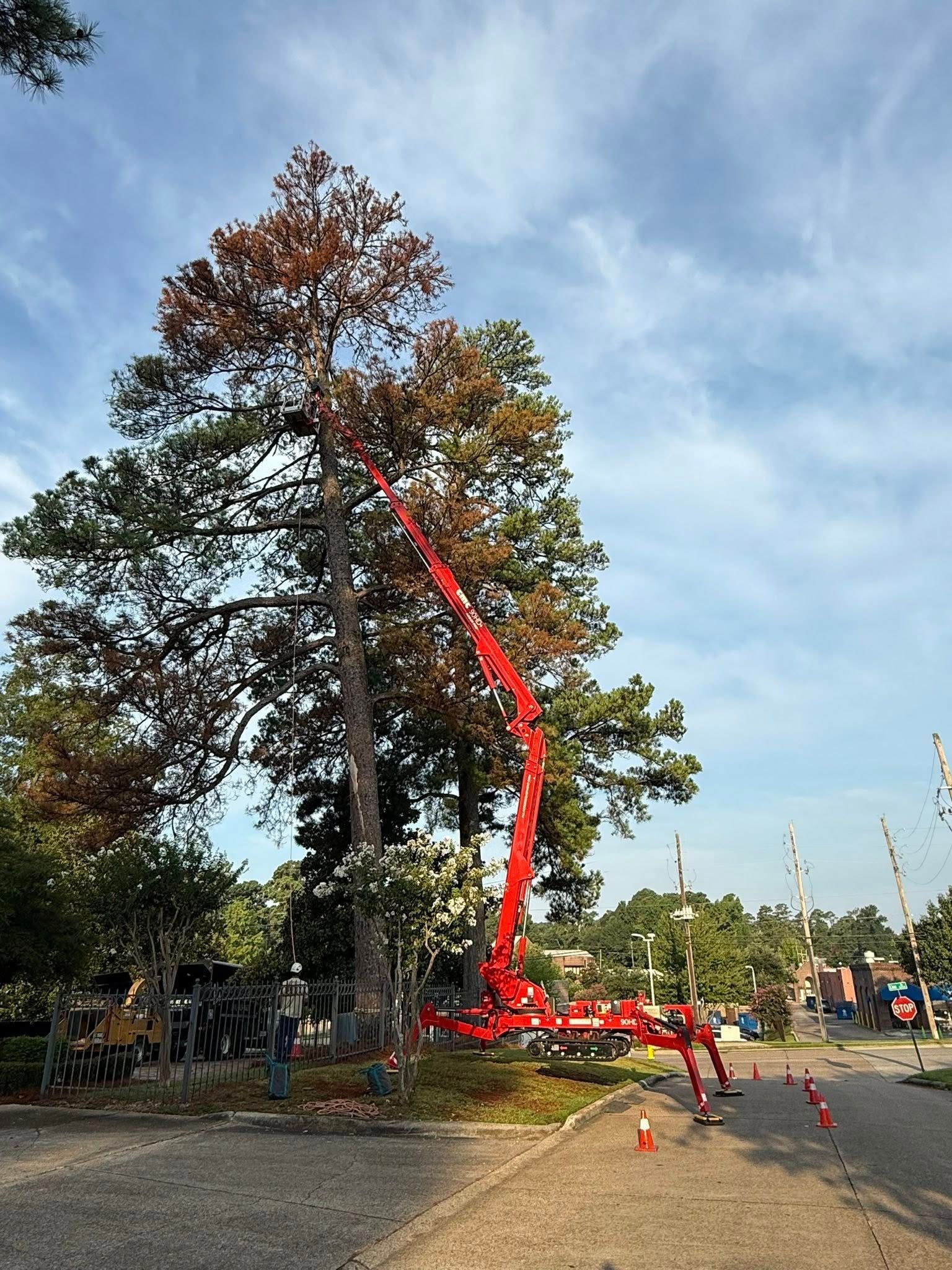 Tall tree being trimmed by a red lift truck; some branches are brown and dead, a worker is present.