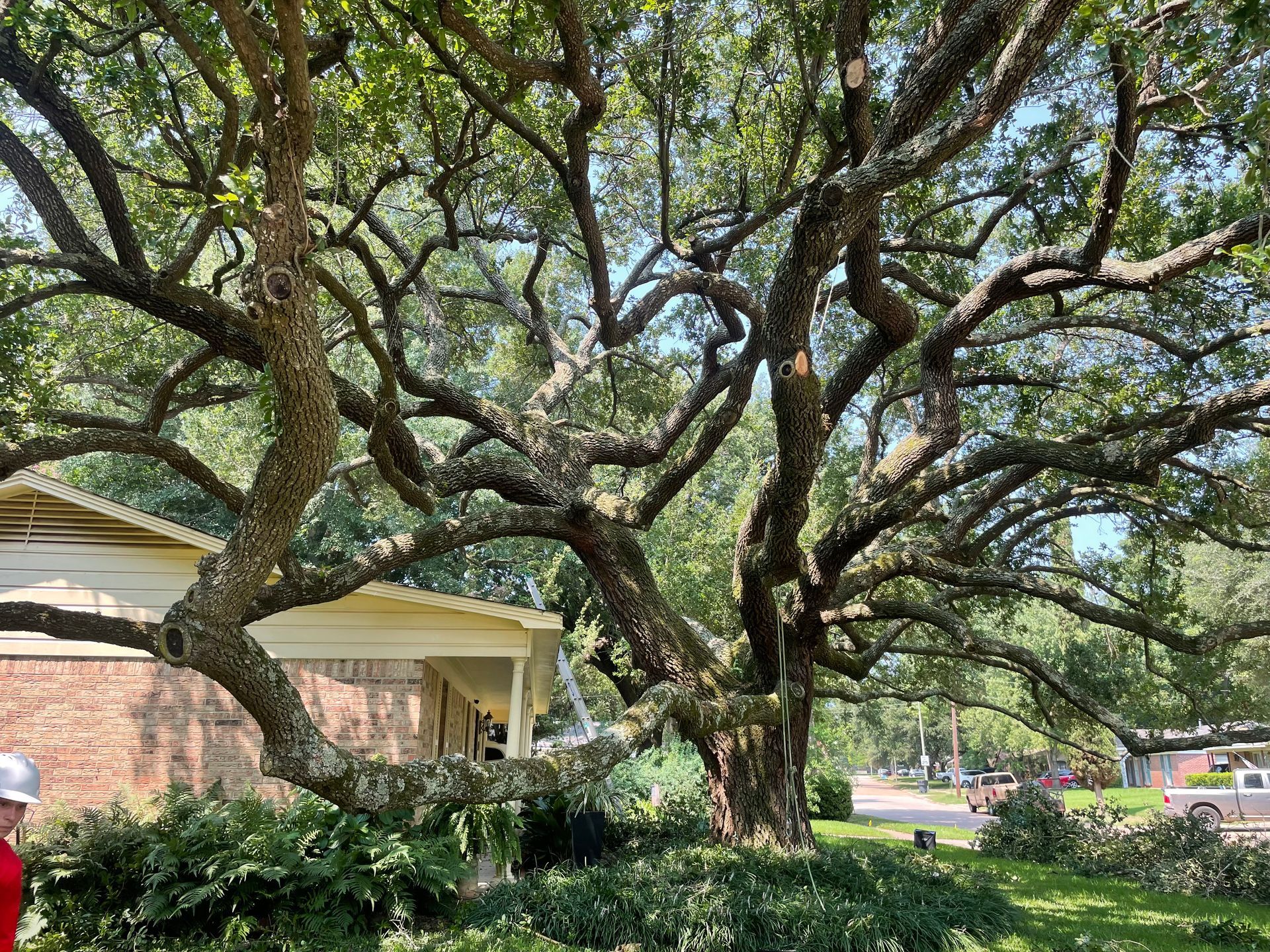 Large tree with sprawling branches, partially obscuring a house.