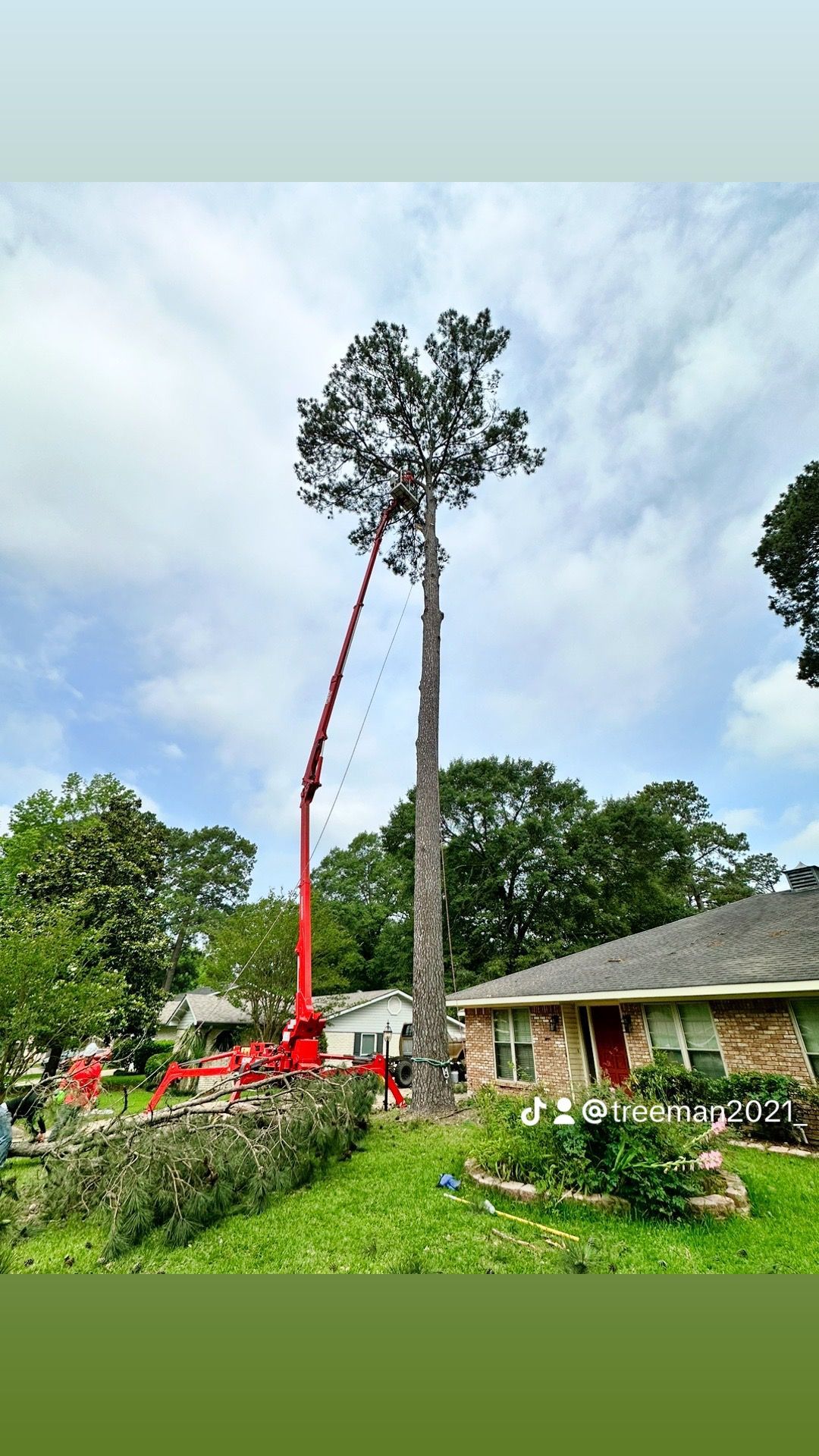 A tall tree being trimmed by a red lift in a residential area, under a cloudy sky.