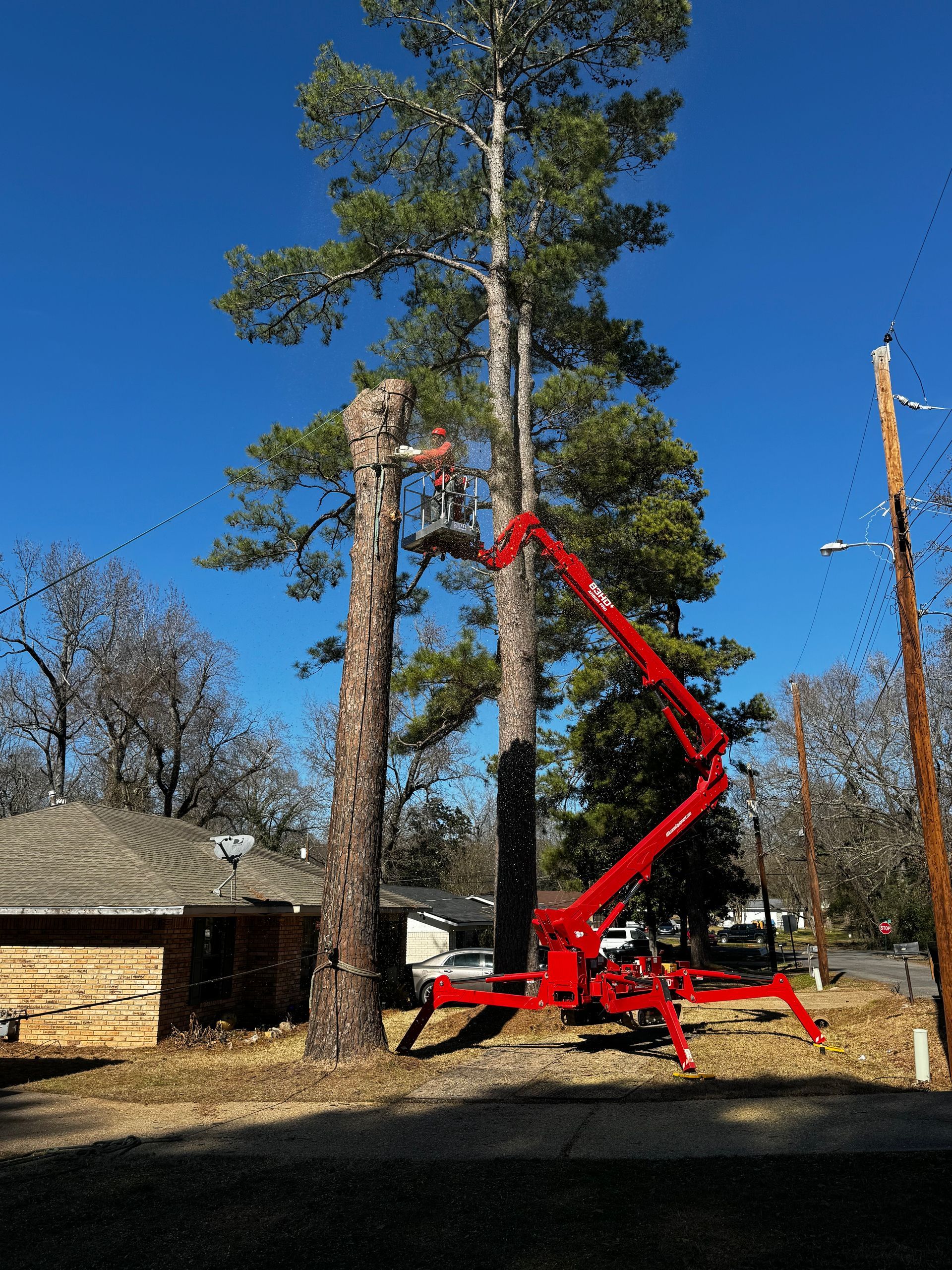 Red aerial lift trimming tall pine tree near a house under a clear blue sky.