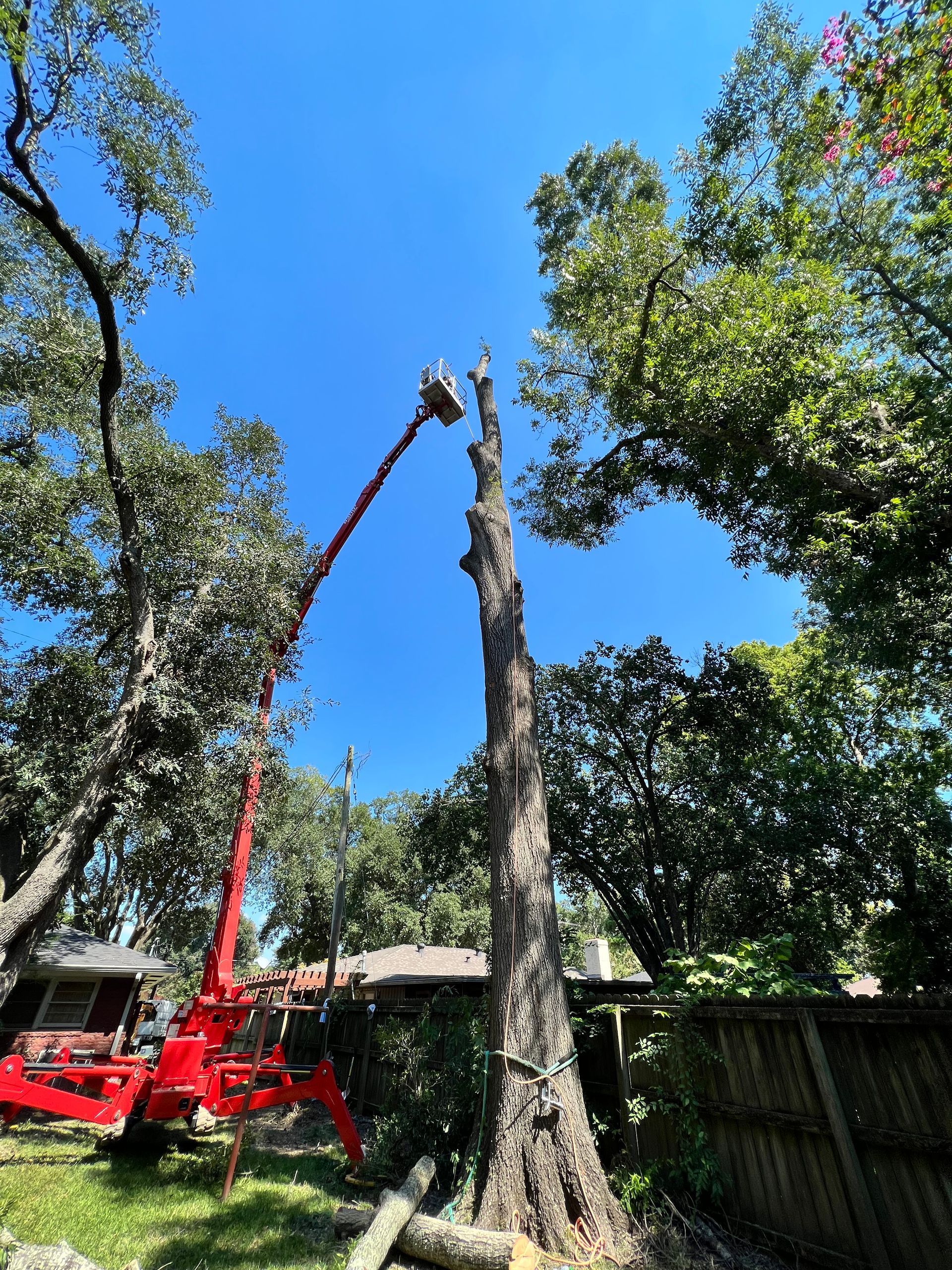 Tree removal in backyard: red lift truck, tall tree being cut, blue sky.