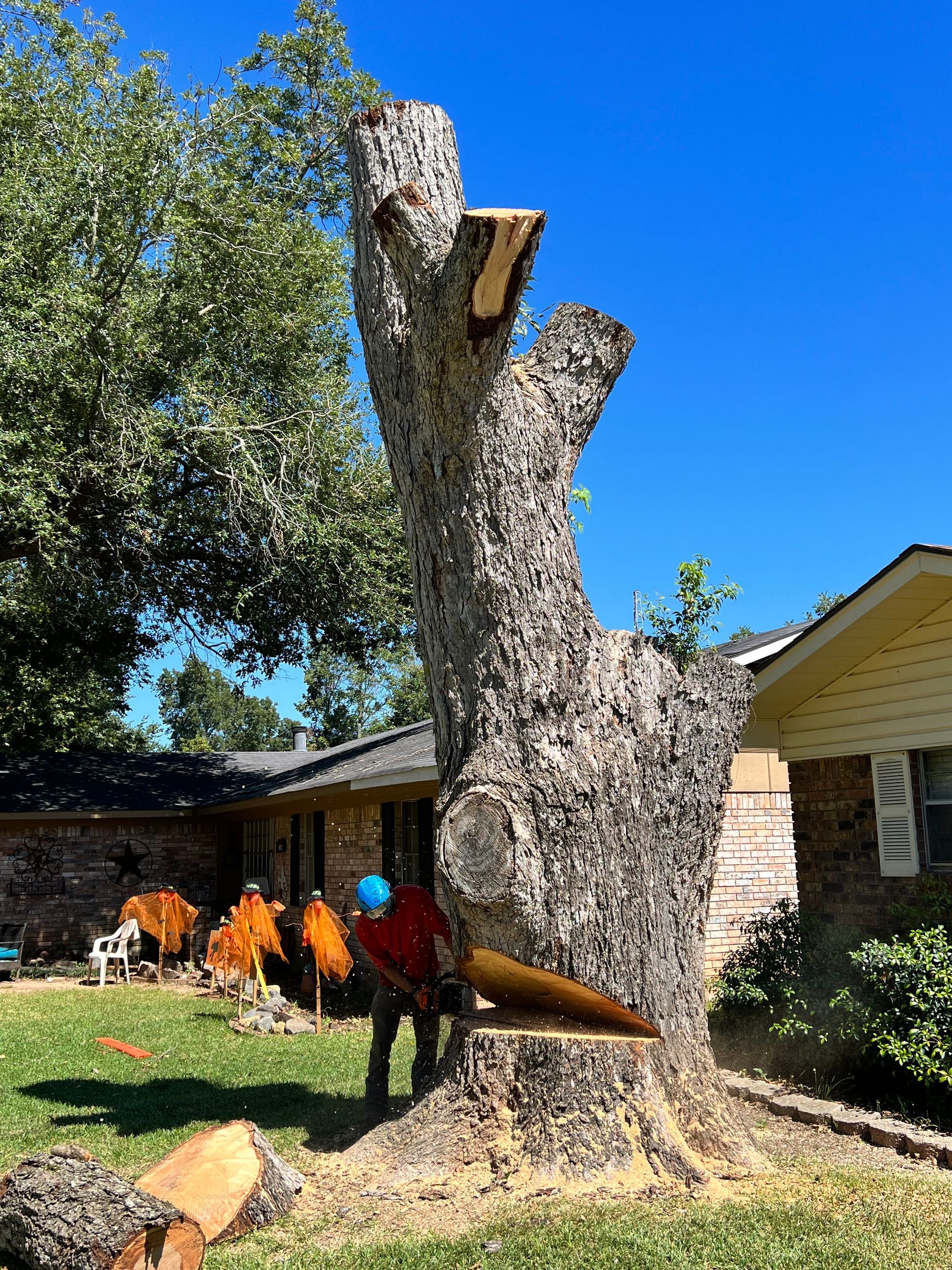 Person cutting a tall tree trunk with a chainsaw in a yard on a sunny day.