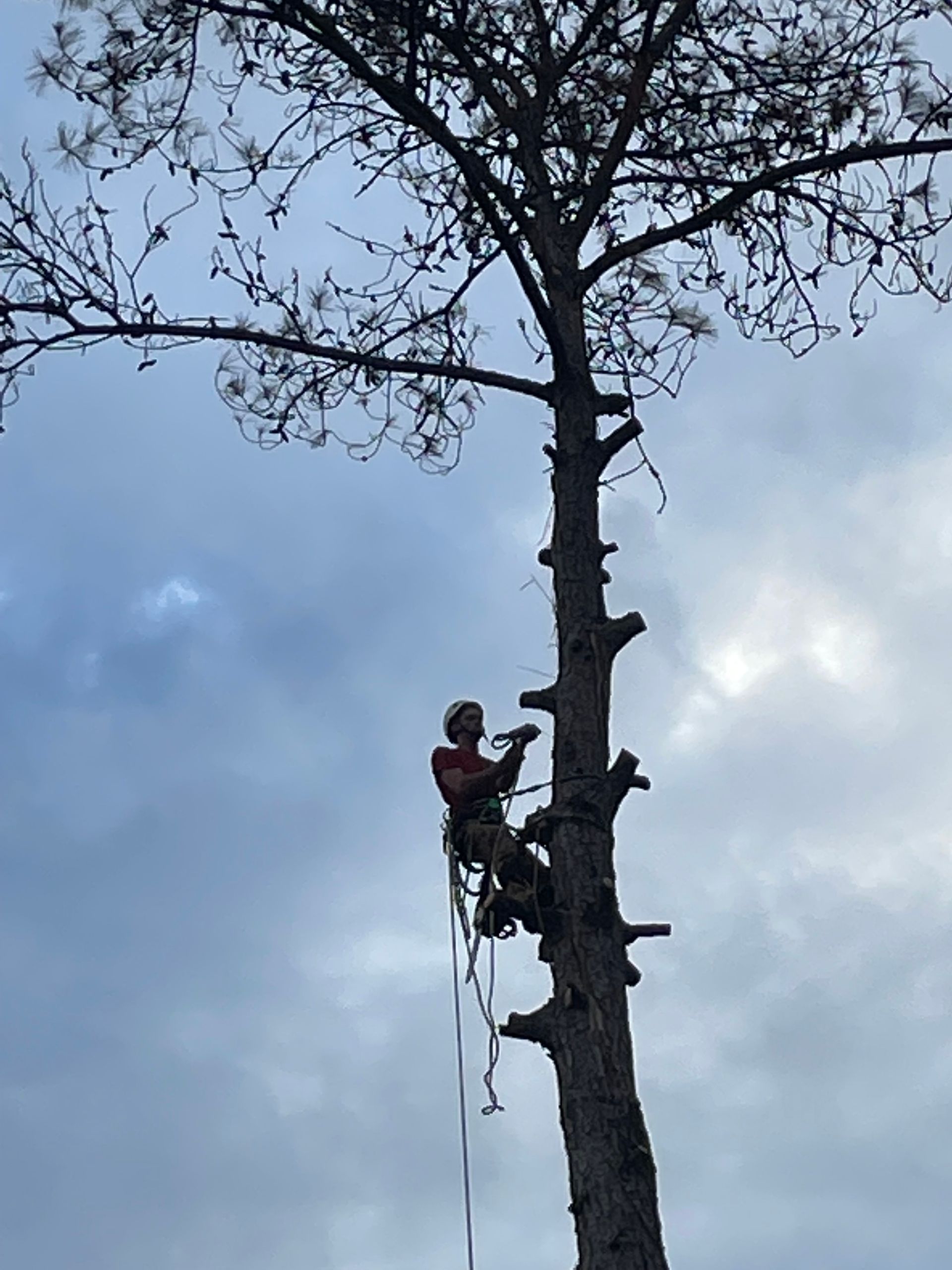 Arborist in safety gear, climbing a tall tree with a cloudy sky in the background.