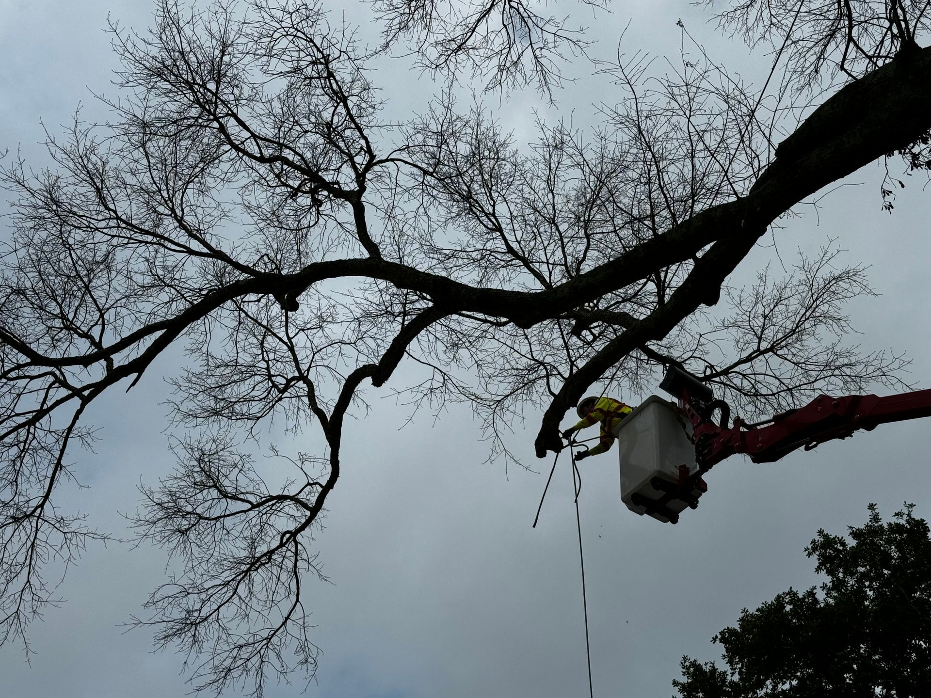 Man in lift trims tree branches under cloudy sky.
