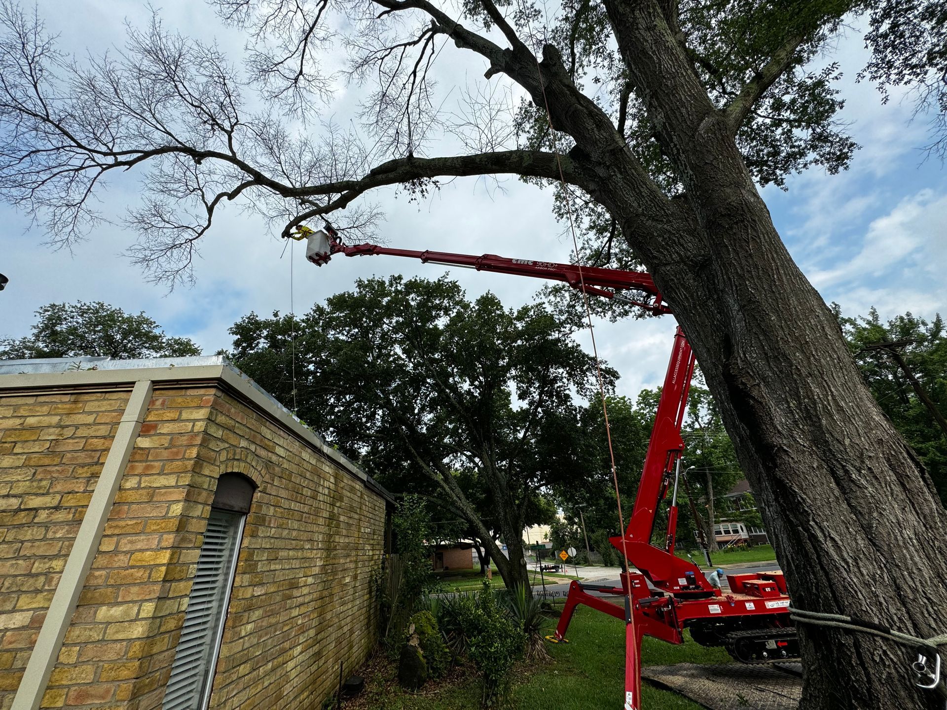 A tree trimming service uses a red aerial lift to prune branches of a large tree next to a brick building.