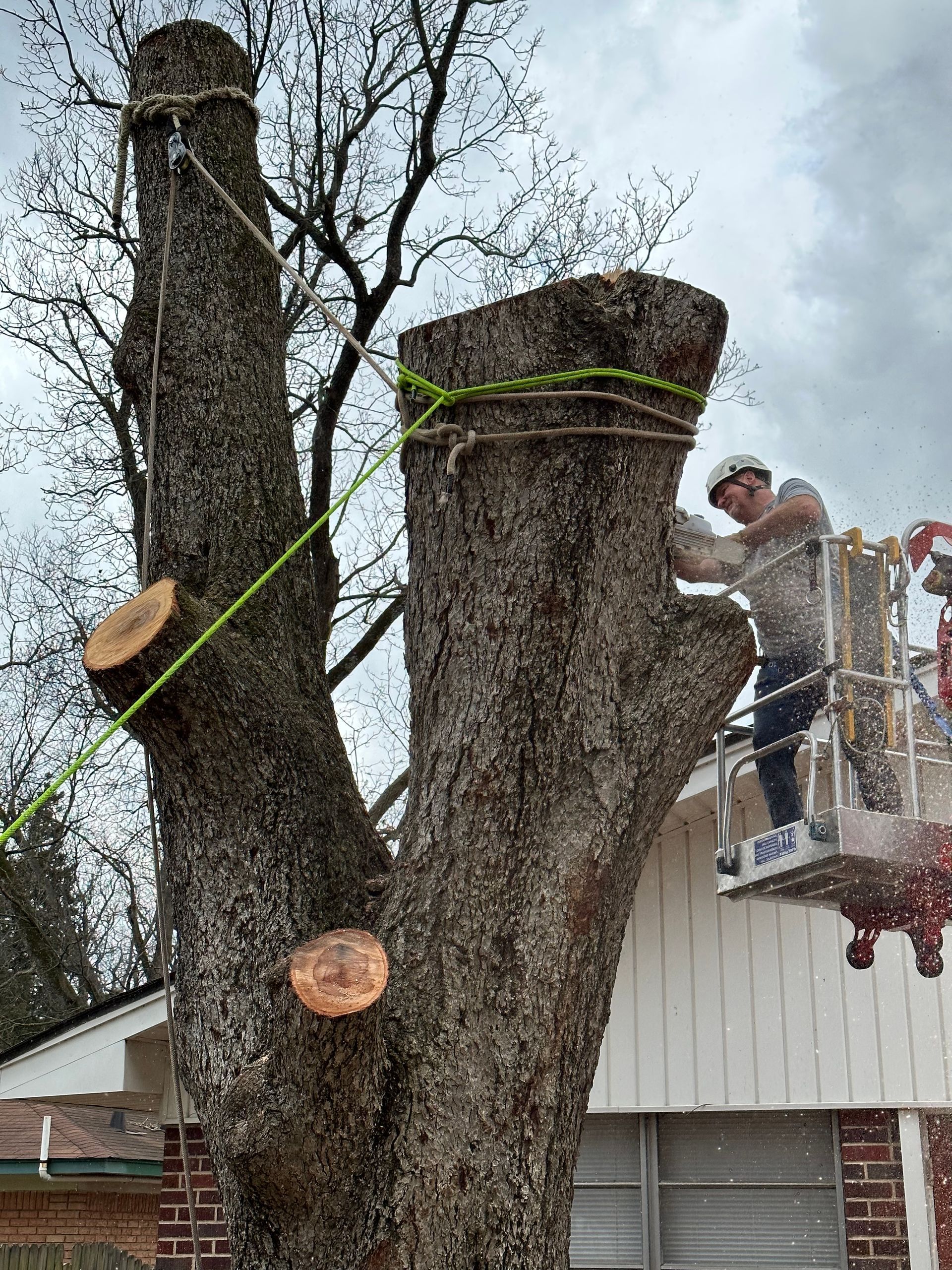 Man in lift cuts tree branches with rope securing trunk. Cloudy sky, residential setting.