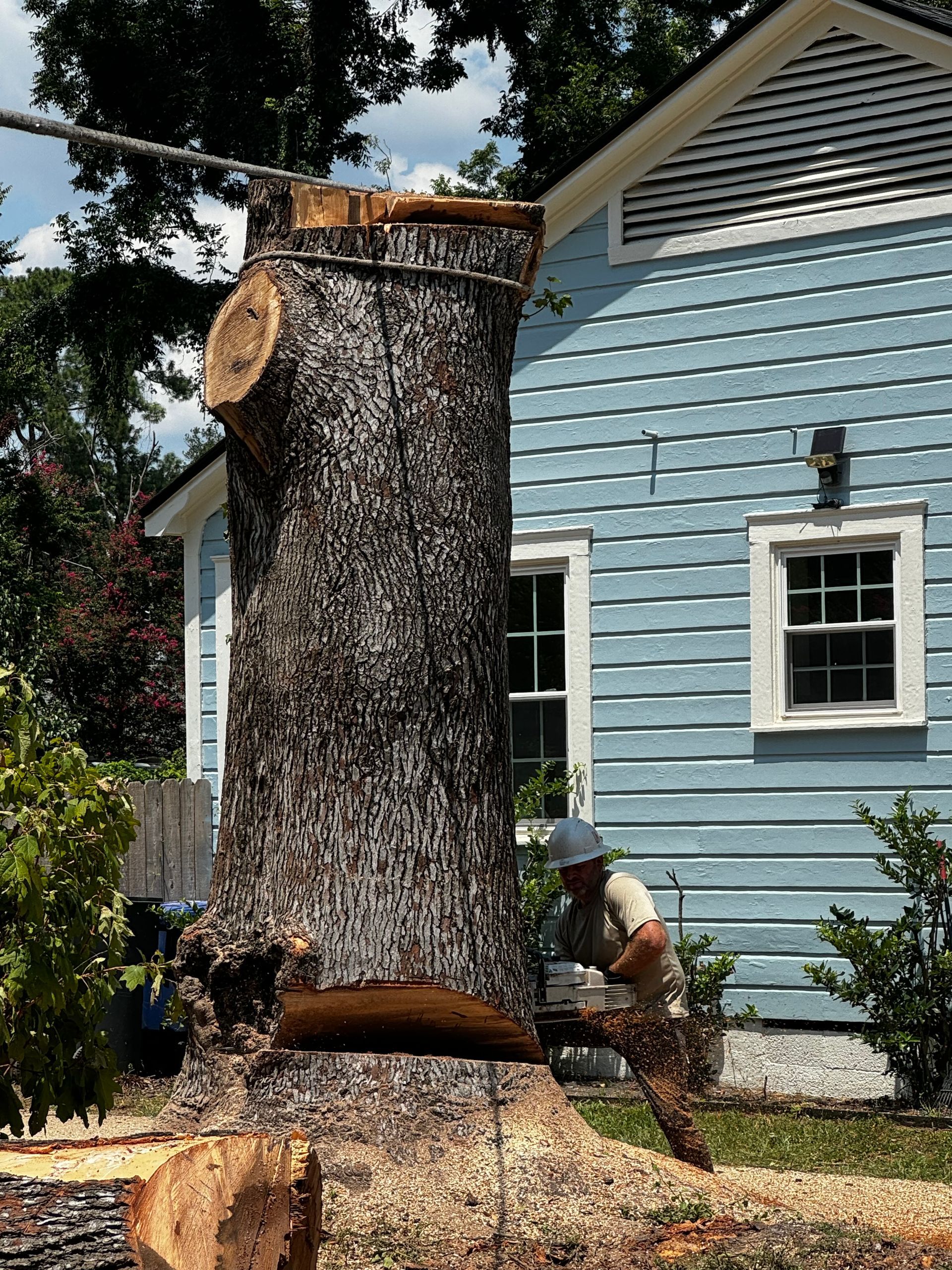 Man cutting a large tree near a blue house. Sawdust covers the ground.