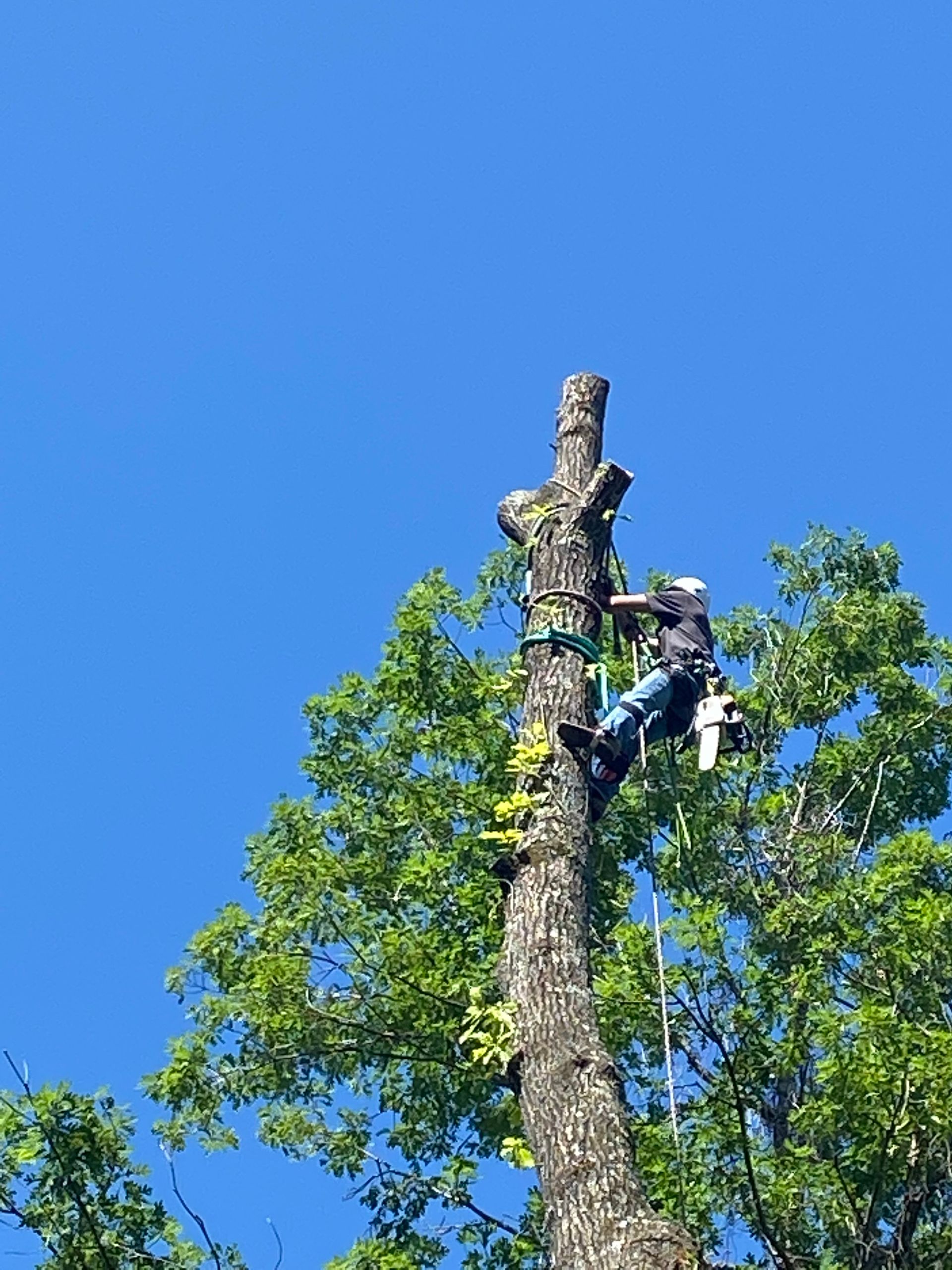 Arborist using chainsaw in tall tree, blue sky background.