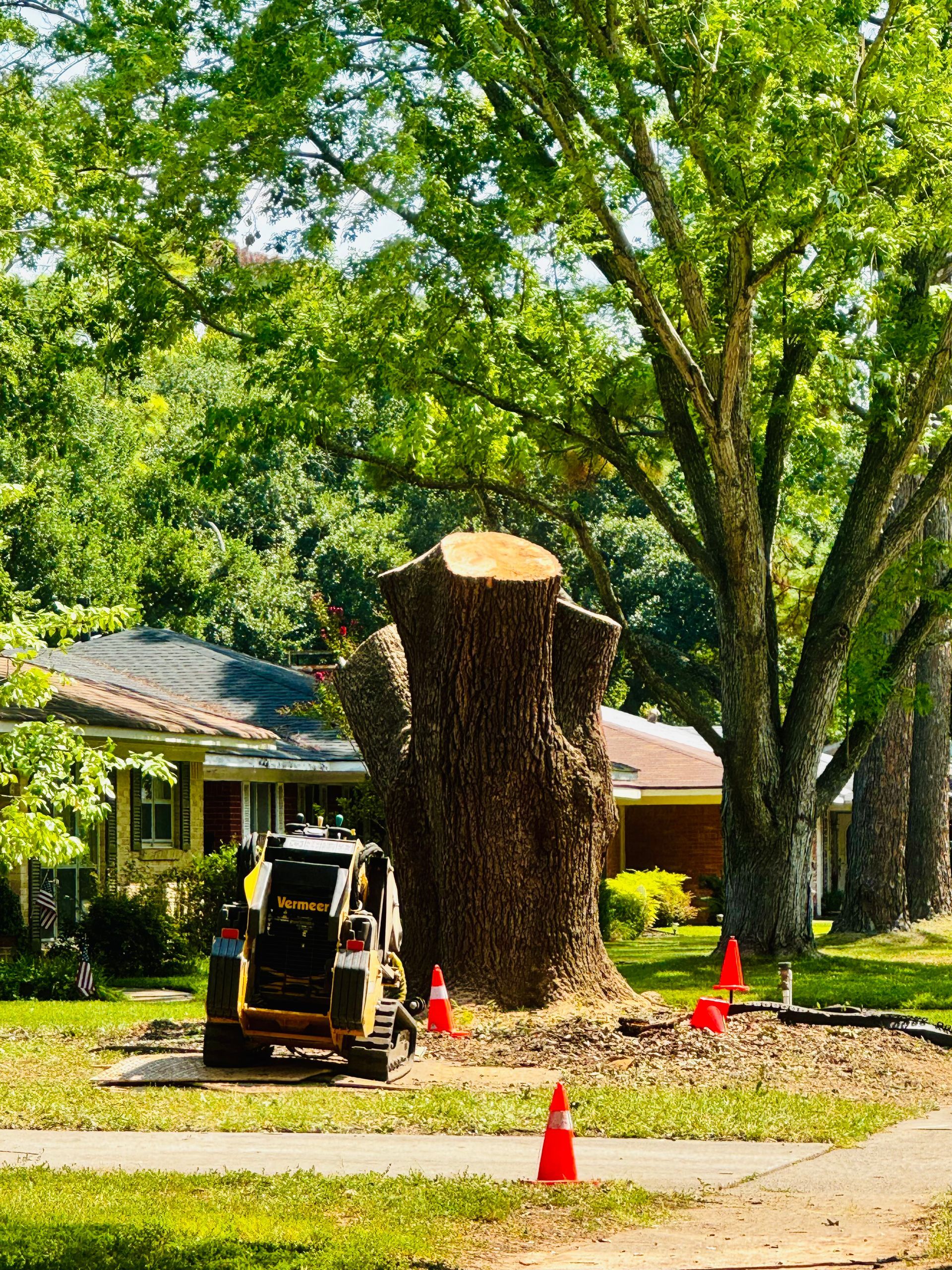 Tree stump surrounded by small cones, with a construction vehicle in front of it and residential houses in the background.